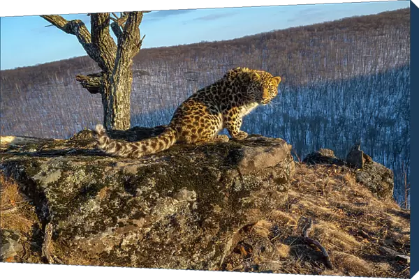 Amur leopard (Panthera pardus orientalis) cub sitting on rocky outcrop overlooking mountain forest and looking around, Land of the Leopard National Park, Russian Far East. Critically endangered. Taken with remote camera. February