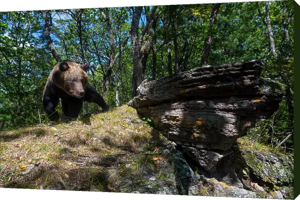 Brown bear (Ursus arctos) walking across rock in forest, Land of the Leopard National Park, Russian Far East. Taken with remote camera. September