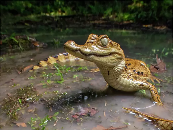 Spectacled caiman (Caiman crocodilus) in shallow water, Amazon rainforest, Loreto, Peru