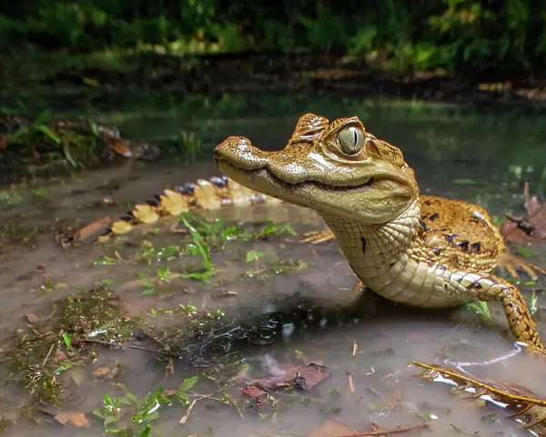 Spectacled caiman (Caiman crocodilus) in shallow water, Amazon rainforest, Loreto, Peru