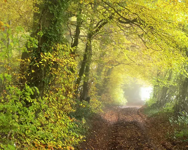 Country lane alongside beech and hazel woodland, near Nailsworth, Cotswolds, Gloucestershire, England, UK. November
