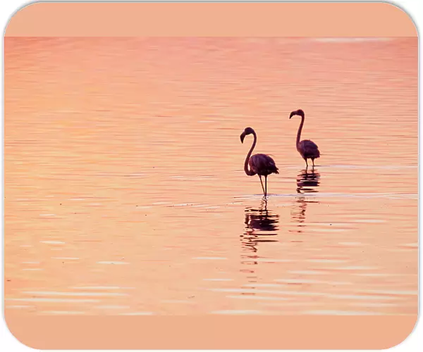 Caribbean flamingos (Phoenicopterus ruber) silhouetted at dawn, Ria Lagartos Biosphere Reserve, Yucatan Peninsula, Mexico, August