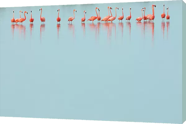 Caribbean flamingos (Phoenicopterus ruber) line of adults standing in water, Ria Lagartos Biosphere Reserve, Yucatan Peninsula, Mexico, May. Bookplate