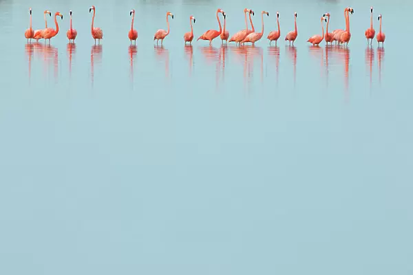 Caribbean flamingos (Phoenicopterus ruber) line of adults standing in water, Ria Lagartos Biosphere Reserve, Yucatan Peninsula, Mexico, May. Bookplate