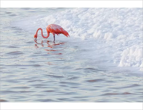 Caribbean flamingo (Phoenicopterus ruber) feeding in waves, Ria Lagartos Biosphere Reserve, Yucatan Peninsula, Mexico, August. Bookplate