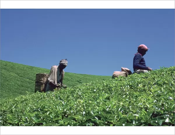 Tamil tea-pickers in Sri Lanka. Artist: CM Dixon