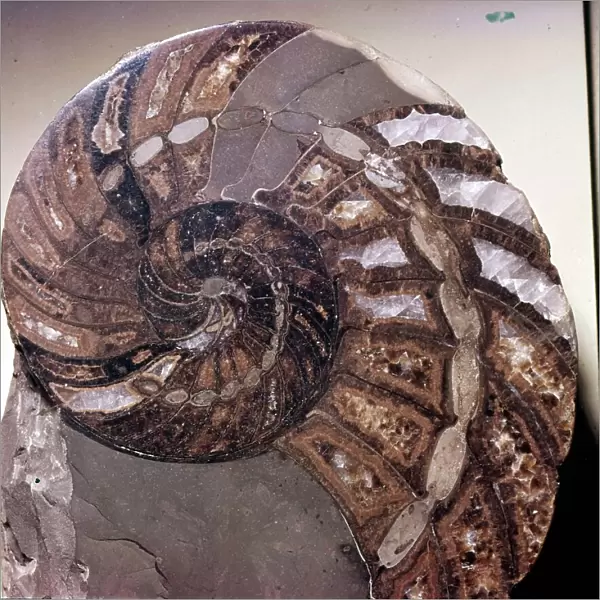 Section of Fossil Nautilus Shell