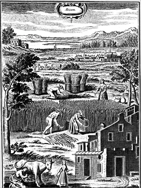 Harvest time, 1762