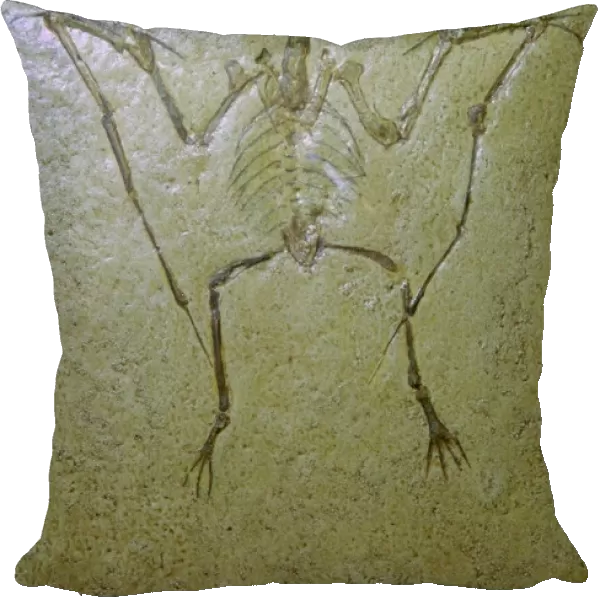 Fossil of a Pterodactyl