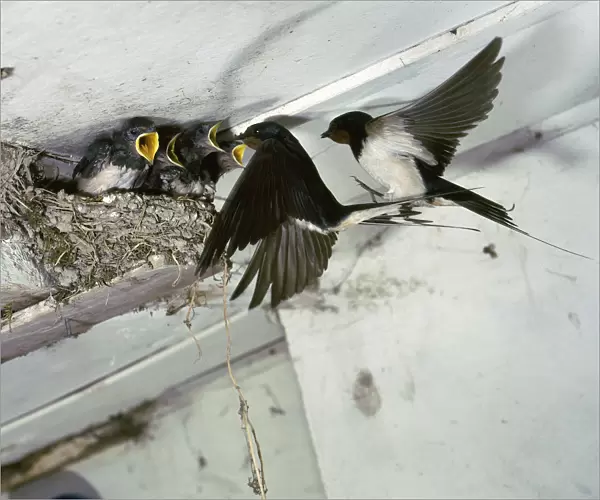 Swallows at a nest