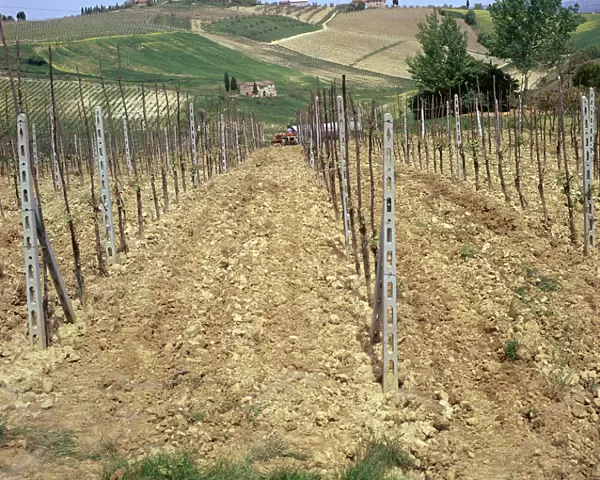 Cultivating vines in Tuscany