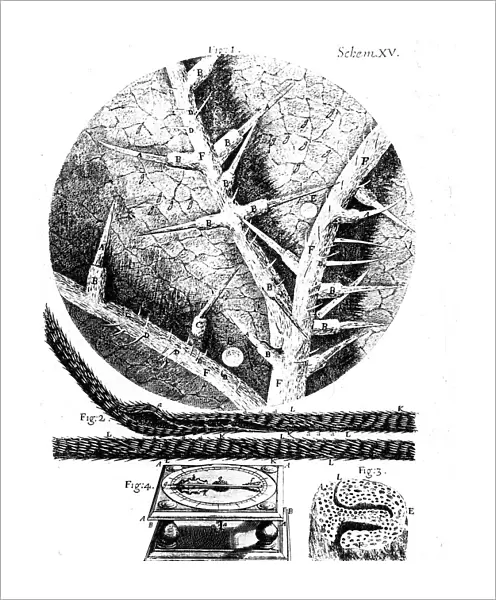 Illustrations from English microscopist Robert Hookes Micrographia, 1665
