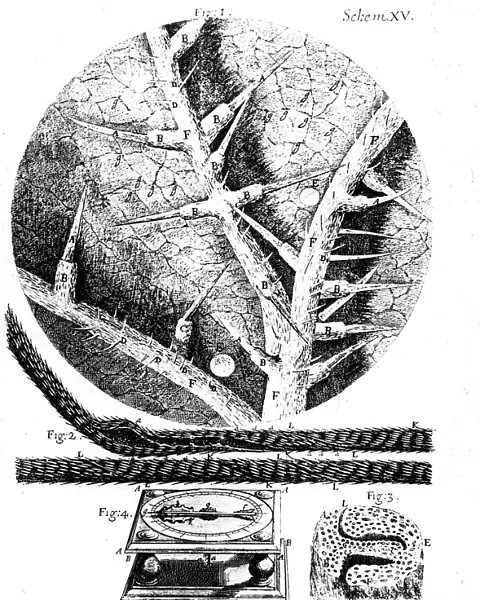 Illustrations from English microscopist Robert Hookes Micrographia, 1665
