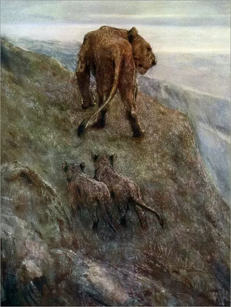 On the Alert - Lioness and Cubs, c1878-1910, (1912). Artist: John MacAllan Swan