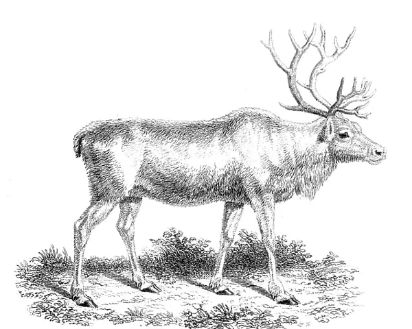 Reindeer, 19th century