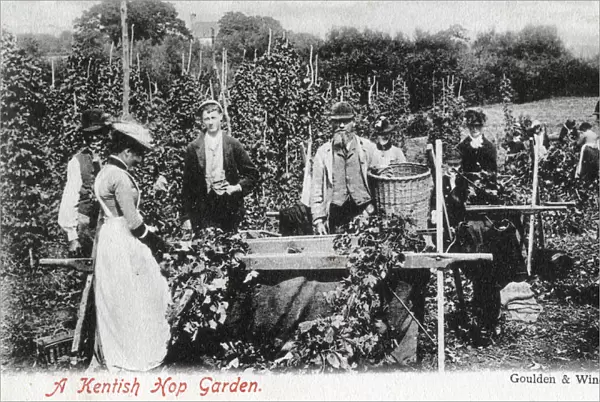 A Kentish hop garden, 1905. Artist: Goulden and Wind