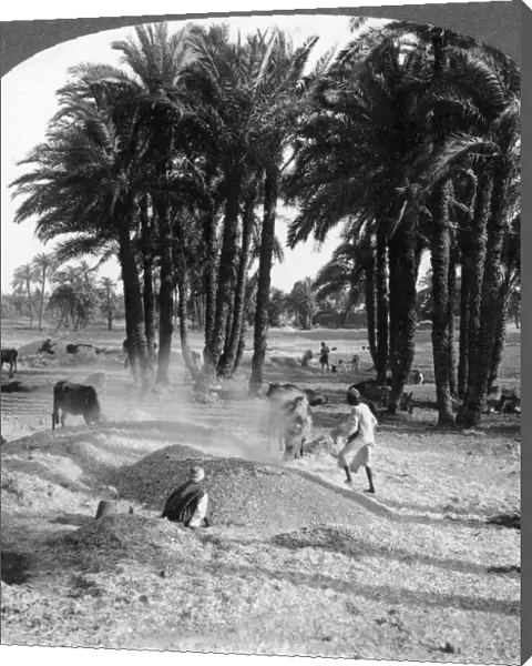 The winnowing of the grain after threshing, Egypt, 1905. Artist: Underwood & Underwood