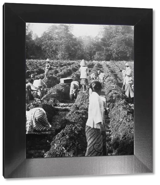 Preparing irrigation channels at a sugar plantation, Java, Dutch East Indies, 1927