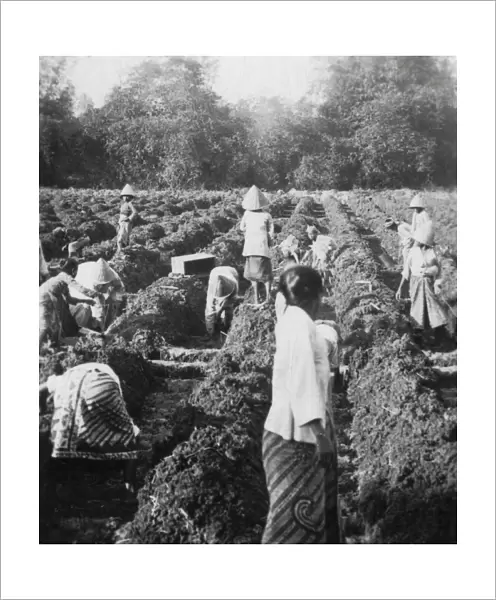 Preparing irrigation channels at a sugar plantation, Java, Dutch East Indies, 1927