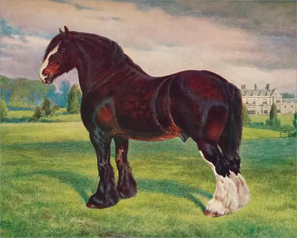 Shire Horse stallion Harold, c1905 (c1910). Artist: Frank Babbage