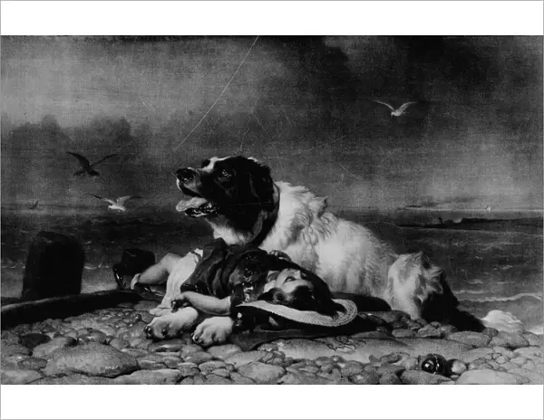 Saved!, c1856, (1911). Artist: Edwin Henry Landseer