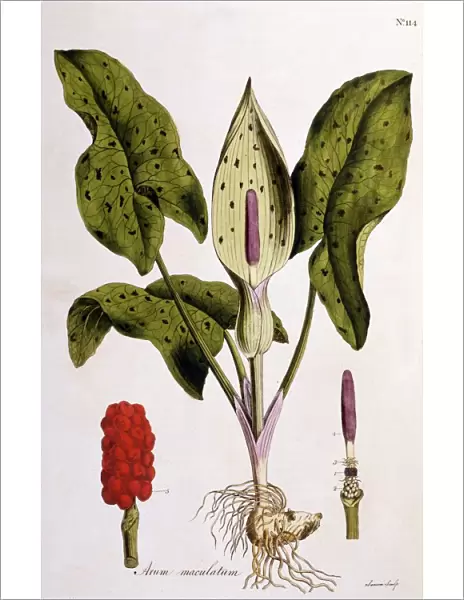Arum Maculatum, 1775