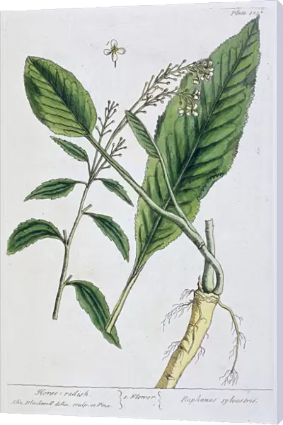 Horseradish, 1782. Artist: Elizabeth Blackwell