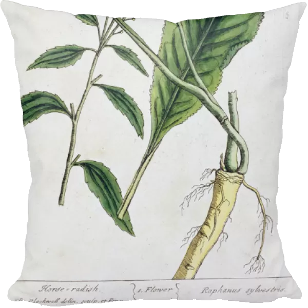 Horseradish, 1782. Artist: Elizabeth Blackwell