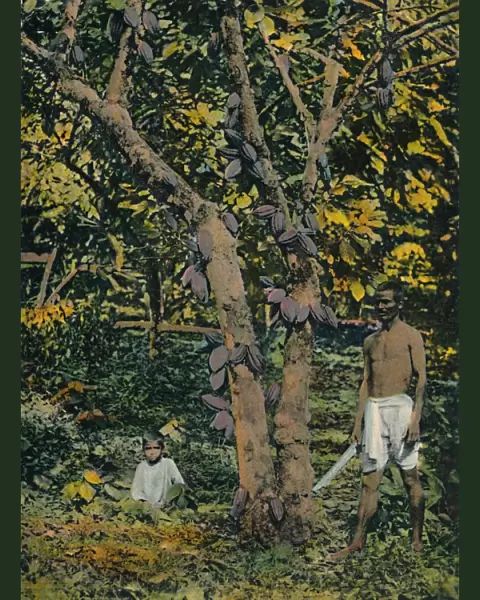 Cocoa in full bearing, Trinidad and Tobago, c1914. Creator: Unknown