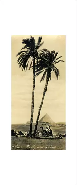 Cairo - The Pyramids of Girzeh, c1918-c1939. Creator: Unknown