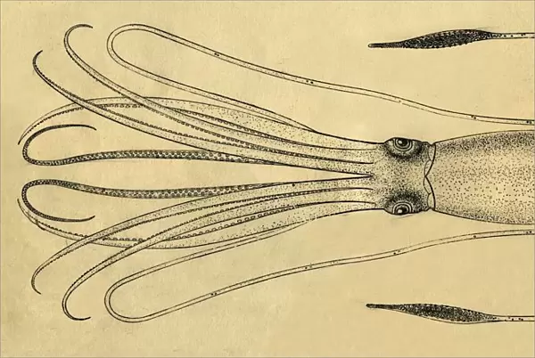 A Diagram of the Giant Squid, 1881. Creator: Unknown