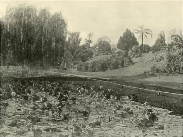 Lily Pond, Brisbane Botanical Gardens, 1901. Creator: Unknown