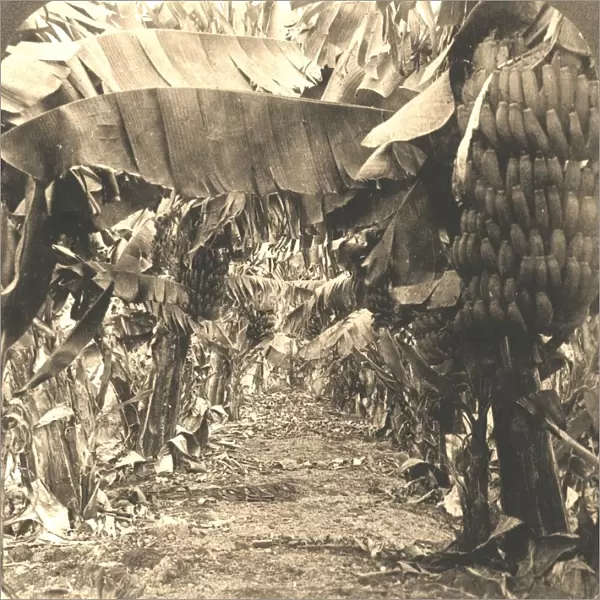 In the Heart of a Banana Plantation, Hawaiian Islands, 1901