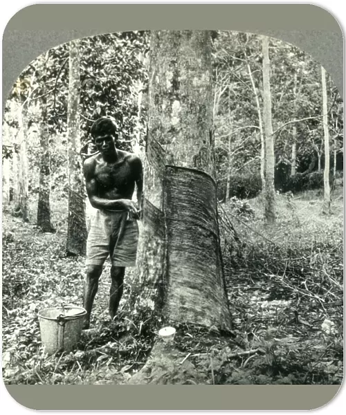 Ona Large Rubber Tree Plantation near Suva, Fiji Island - Hindu Laborer Gathering