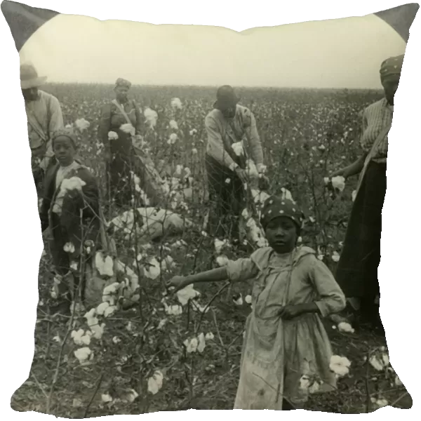 A Typical Texas Cotton Field at Picking Time, c1930s. Creator: Unknown