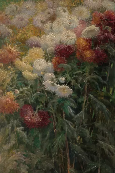 Chrysanthemums in the Garden at Petit-Gennevilliers, 1893. Creator: Gustave Caillebotte