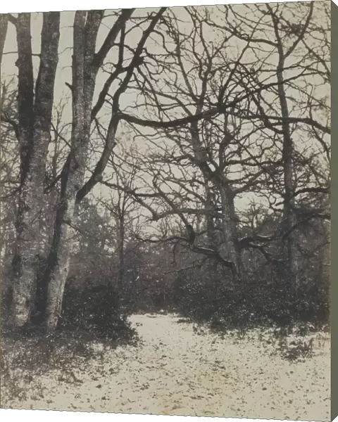 [Fontainebleau Forest], ca. 1860. Creator: Eugene Cuvelier