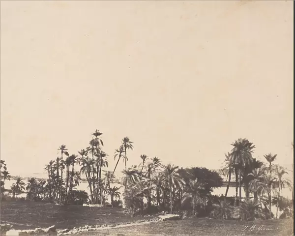 Etude de Palmiers, Bords du Nil, Kalabschi, 1853-54. Creator: John Beasley Greene