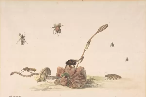Various Insects by a Fungus, 1681. Creator: Rochus van Veen