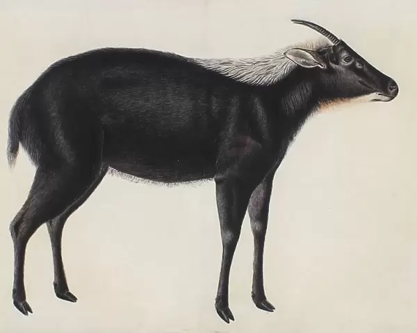 A Chinese Serow (Capricornis milneedwardsi argyrochaetes), ca. 1800. Creator: Unknown