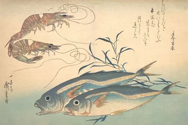 Aji Fish and Kuruma-ebi, from the series Uozukushi (Every Variety of Fish), 1830s. 1830s. Creator: Ando Hiroshige