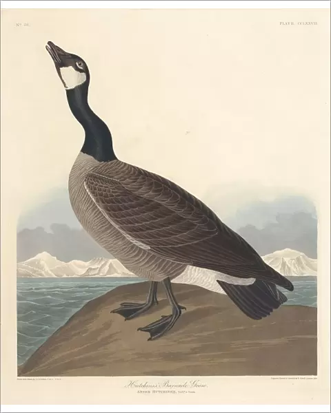 Hutchins Barnacle Goose, 1835. Creator: Robert Havell