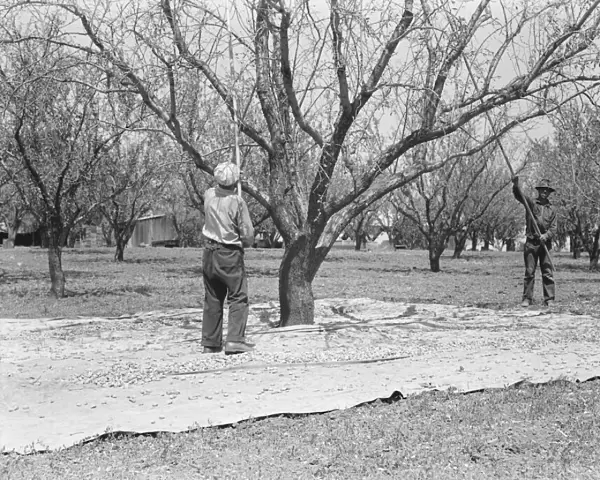 Harvesting on almond ranch, local day labor, near Walnut Creek, Contra Costa County, CA, 1939. Creator: Dorothea Lange