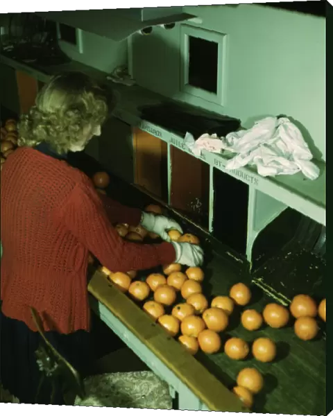 Grading oranges at a co-op orange packing plant, Redlands, Calif. 1943. Creator: Jack Delano