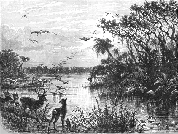 Scene on a Creek, Tributary to the St. John s, Florida; A Flying Visit to Florida, 1875. Creator: Thomas Mayne Reid