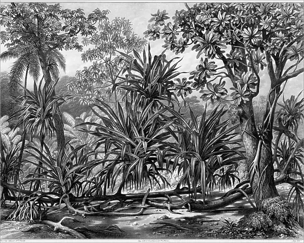 View Taken in the Woods, Guam Island, Mariana Islands, 19th century. Creators: Alexander Postels, Godefroy Engelmann, Alexis Victor Joly