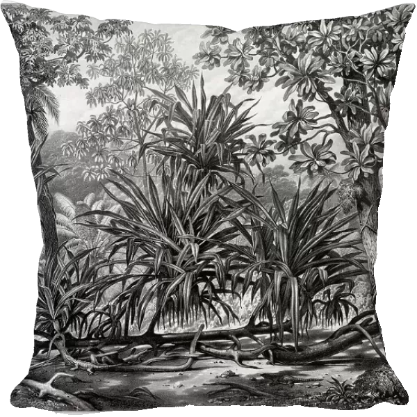 View Taken in the Woods, Guam Island, Mariana Islands, 19th century. Creators: Alexander Postels, Godefroy Engelmann, Alexis Victor Joly
