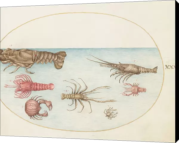 Animalia Aqvatilia et Cochiliata (Aqva): Plate XLV, c. 1575 / 1580. Creator: Joris Hoefnagel