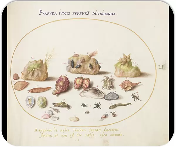 Animalia Aqvatilia et Cochiliata (Aqva): Plate LI, c. 1575 / 1580. Creator: Joris Hoefnagel