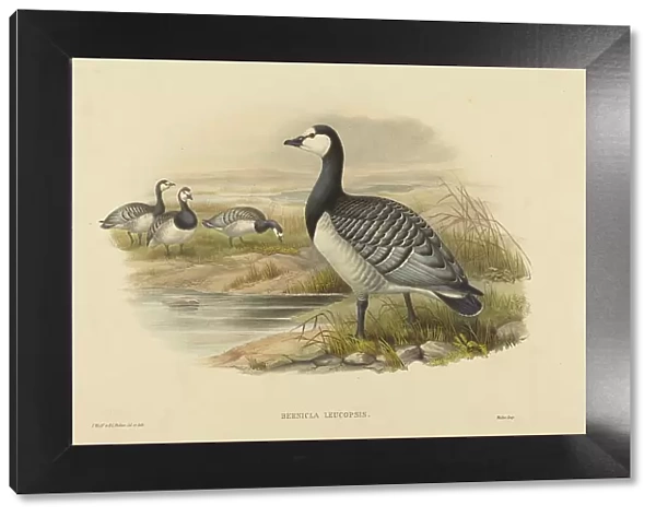 Barnacle Goose (Bernicla Leucopsis). Creators: Joseph Wolf, HC Richter